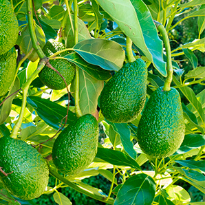 AGROEXPORTACION